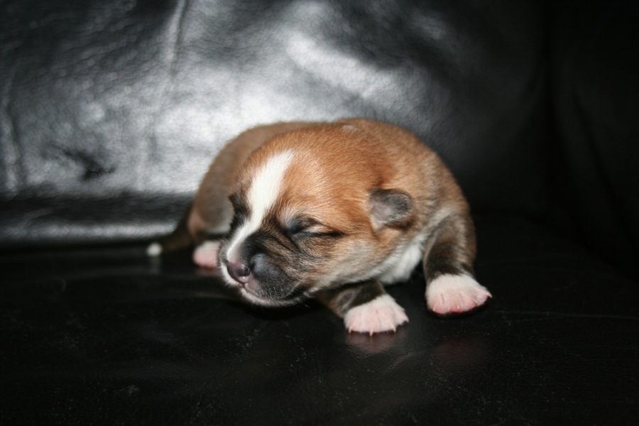 Puppies